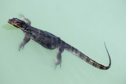 Lizard Swimming On The Sea