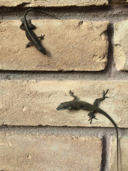 lizards brick wall outside