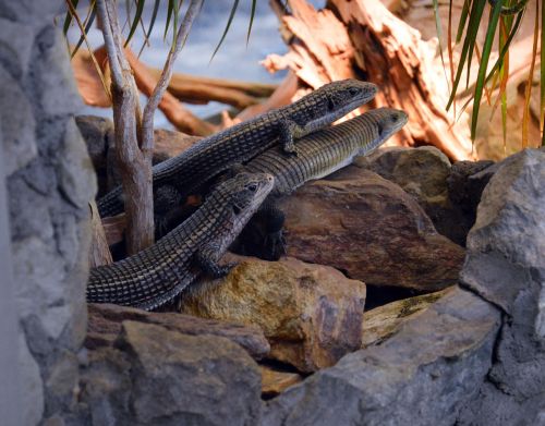 lizards zoo nature