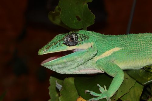 lizards reptile terrarium
