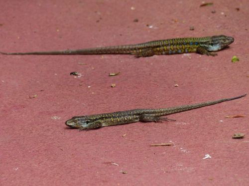 lizards canarian lizards gallotia galloti