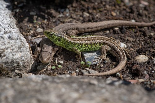 lizards  nature  animals