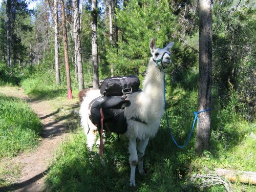 llama pack idaho