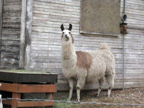 llama light llama banana ears