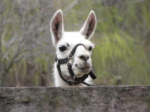 llama animal petting zoo