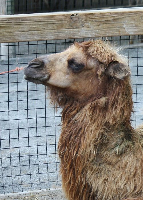 llama alpaca zoo