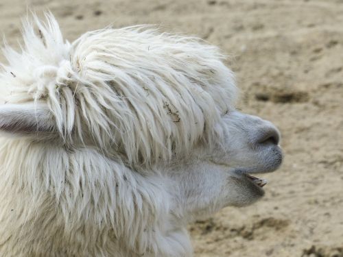 llama head portrait