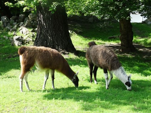 llama animal zoo