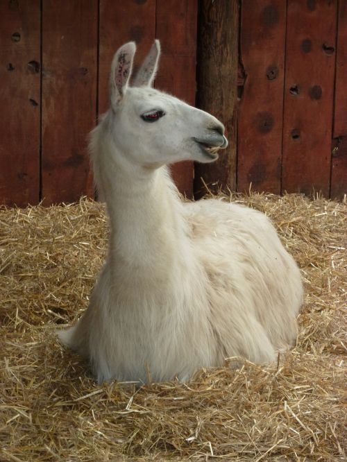 llama camelid wool