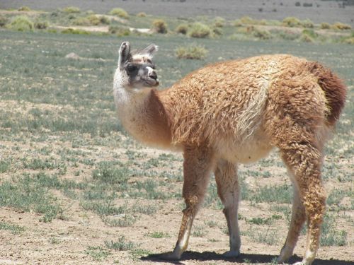 llama animal peru