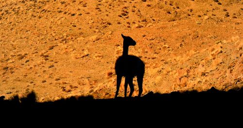llama andes desert