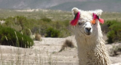 llama glama camelid funny