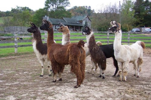 llamas herd animals