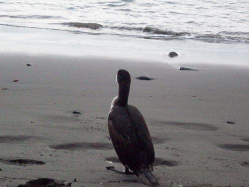 Loan Shag  Bird On Beach