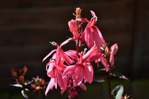lobelia flower pink