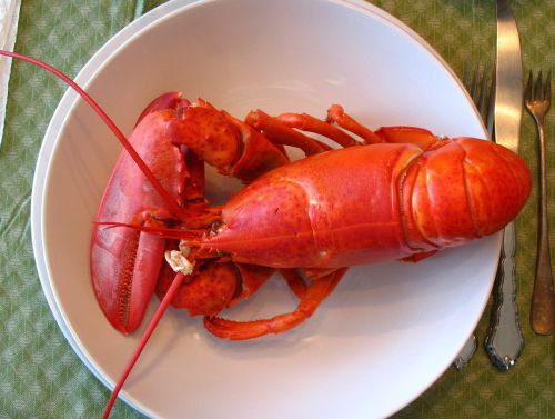 lobster maine dinner