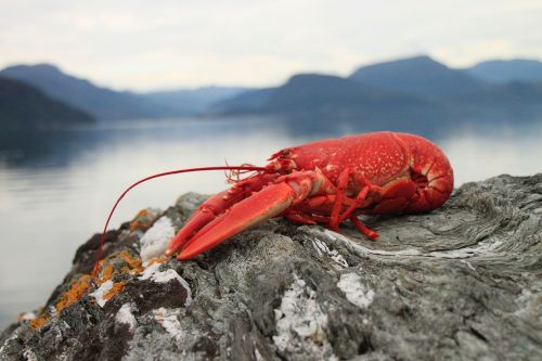 lobster seafood crebs