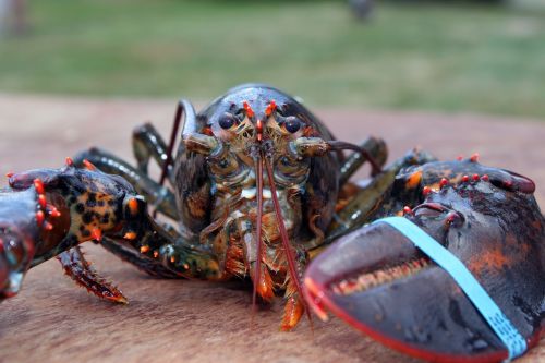 lobster maine crustacaen
