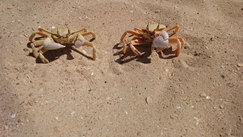 lobster sand beach