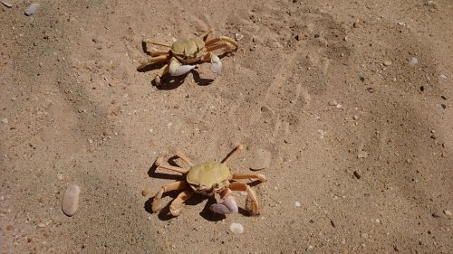 crabs lobster beach
