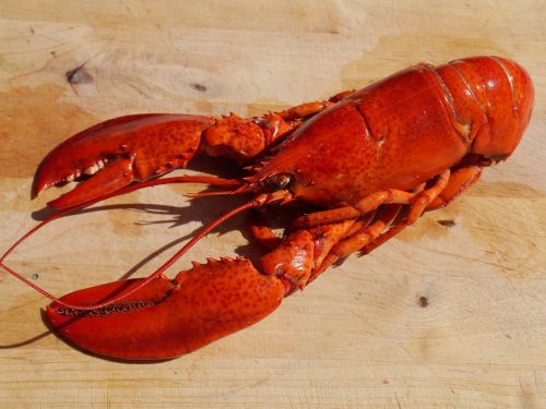 lobster cook food