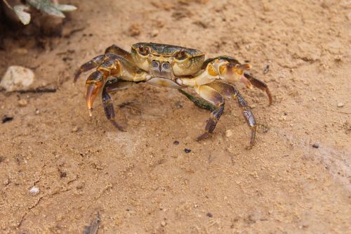 lobster crab animal