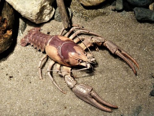 lobster delicacy sea animal