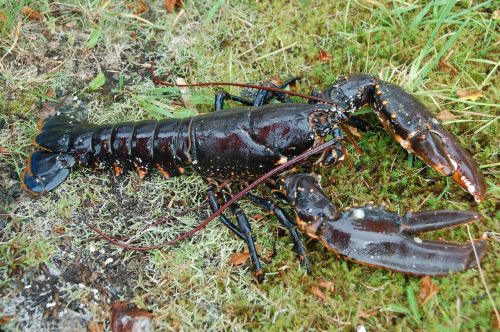 lobster sea animals