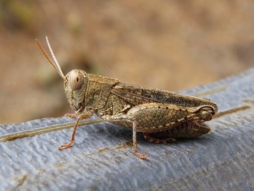 lobster grasshopper detail