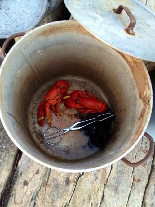 lobster lobster pot maine