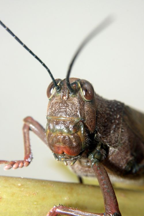 lobster grasshopper macro