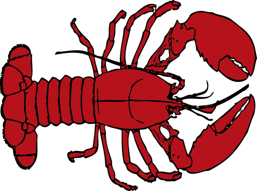 lobster animal sea
