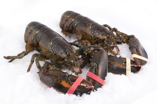lobster  lobsters  marine animal