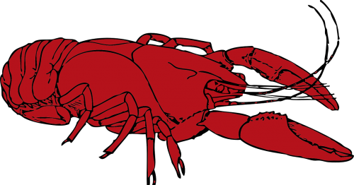 lobster crustaceans red