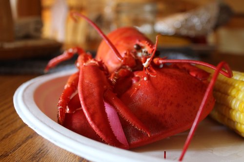 lobster  food  seafood