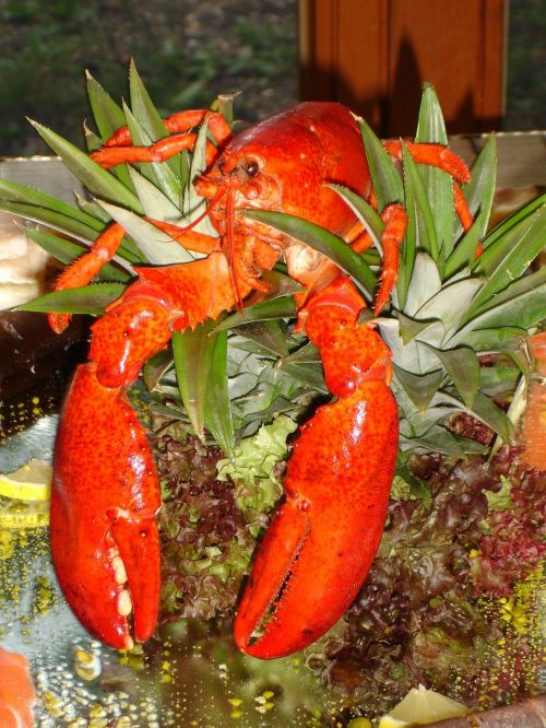 lobster zehnfußkrebs animal