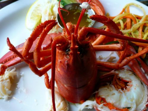 lobster cooked seafood
