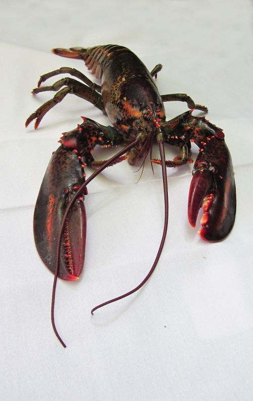 lobster maine lobster seafood