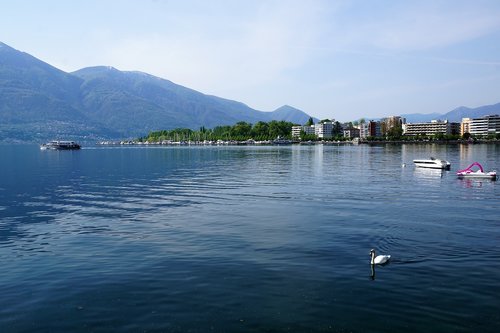 locarno  film  festival