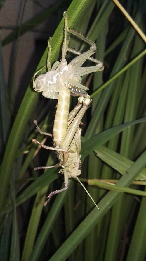 locust shedding insect