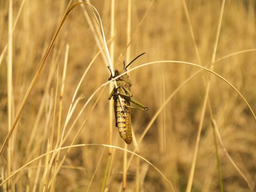 locust insect grasshopper