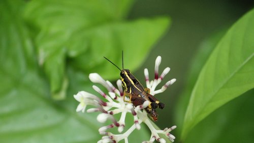 locust  yellow  black