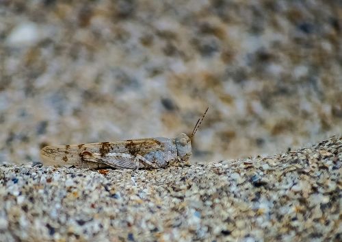 locust insect nature