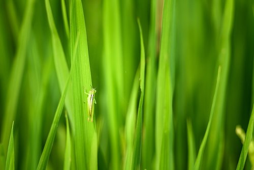 locust  green grasshopper  rice