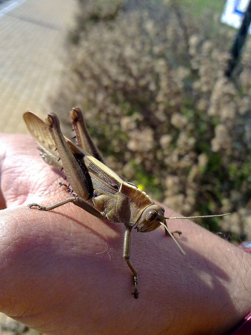 locust grasshopper animal