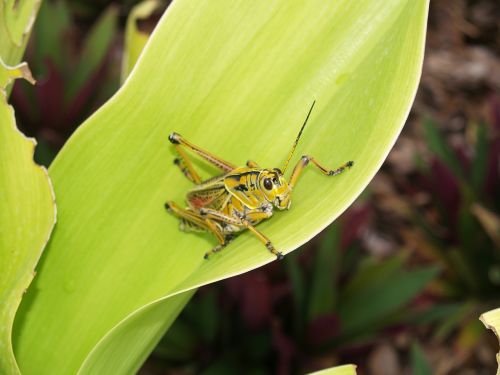 locust flower macro