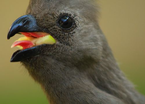 loerie african bird go away bird