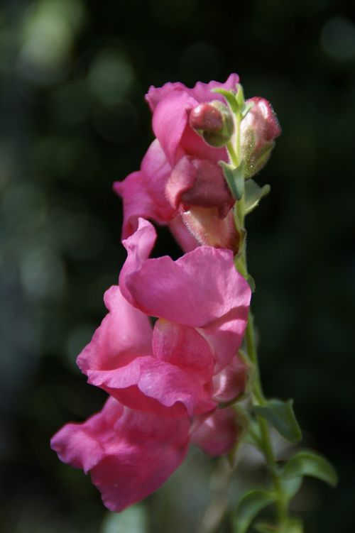 loewenmaeulchen pink summer flower