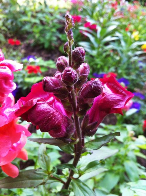 loewenmaeulchen antirrhinum flower