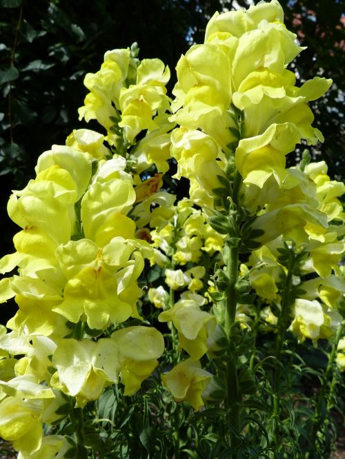 loewenmaeulchen summer flower yellow